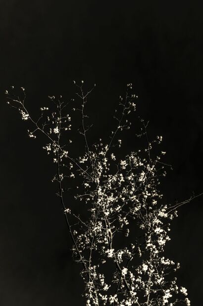 HAIKU  (trittico) - a Photographic Art Artowrk by Catalina Isabel Nucera