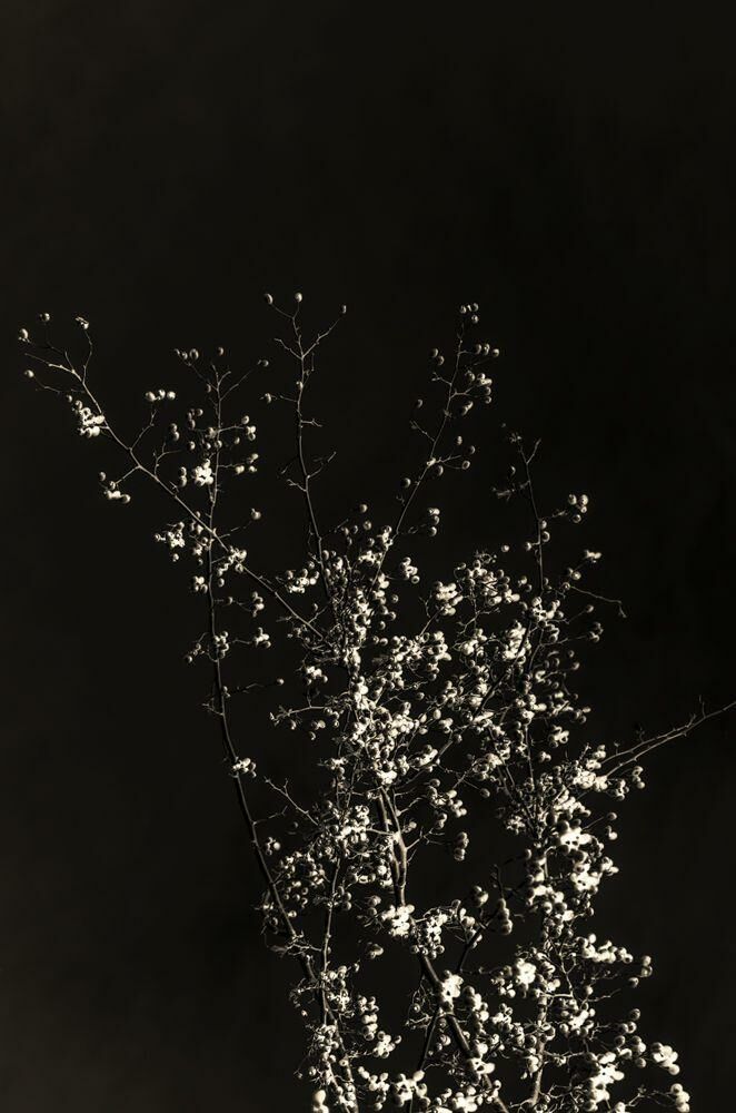 HAIKU  (trittico) - a Photographic Art by Catalina Isabel Nucera