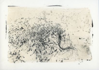 Callitriche - Imago Plantae - a Photographic Art Artowrk by Stefano Paradiso